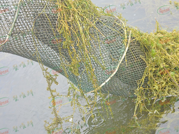 養(yǎng)殖基地