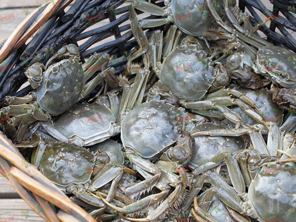 大閘蟹