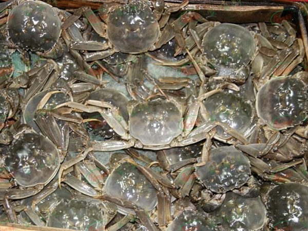 大閘蟹